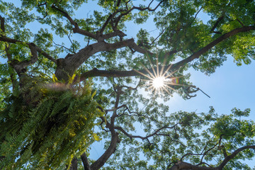 tree and blue sky
