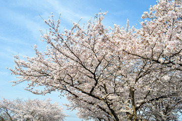 Cherry blossoms in full bloom on a fine spring day