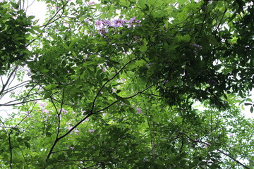 The beauty of green leaves reflects the sun in the evening