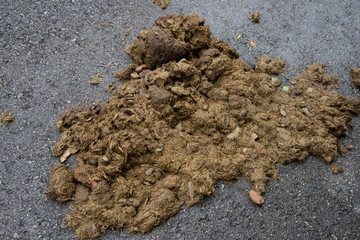 close up feces elephant.
