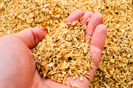 A man's hand holding a handful of rice chaff
