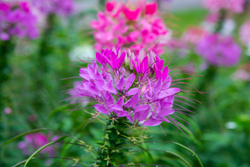 Pink Cleome spinosa flowers.