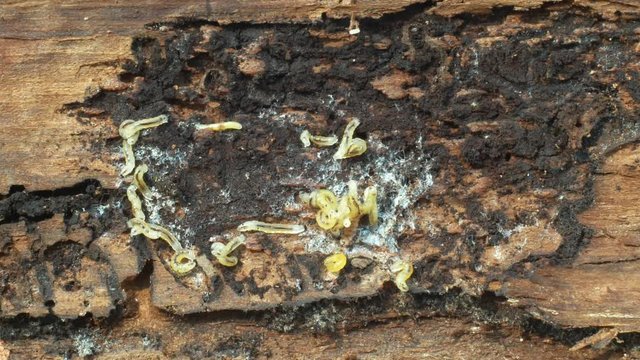 Caterpillars bark beetle pest Ips typographus, spruce and bast tree infested and attacked by European spruce, making their way, wood larva larvae, clear cut calamity global warming, burrow hole detail
