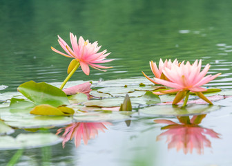 Pink Water Lilies on the lake