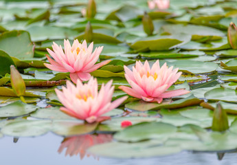 Pink Water Lilies on the lake