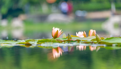 Pink Water Lilies on the lake