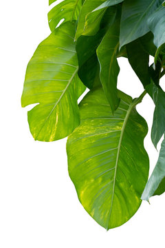 Monstera green leaf jungle creeping plants isolated on white background have clipping path
