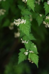 Stephanandra incisa is a deciduous shrub of the Rosaceae family.