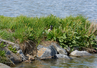 Canada goose by side of lake and sitting on nest of eggs so that she and nest are mostly hidden by quickly growing green grass and vegetation