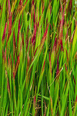 Japanese Blood Grass