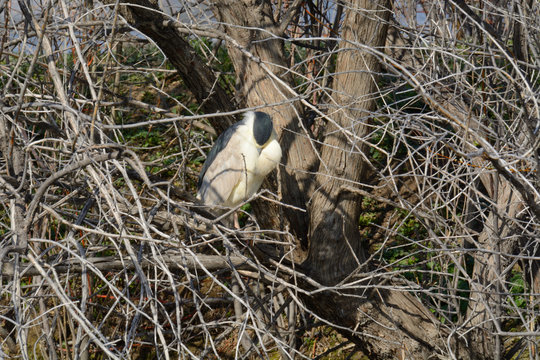 Black Crowned Night Heron Or Nycticorax Nycticorax Bird With Bill In Chest Feathers Perched On Bare Tree Branch And Hidden Inside Multitude Of Smaller Bare Branches