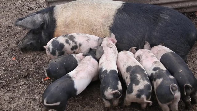 Saddleback piglets drinking milk from their mother