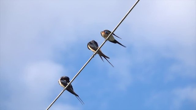 R&ouml;telschwalbe und Rauchschwalbe