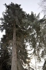 Fototapeta premium trees in forest