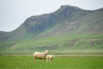 Fototapeta premium Sheep in a pasture in Iceland