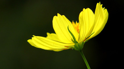 Flower Cósmos sulphureus