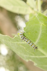 caterpillar on leaf