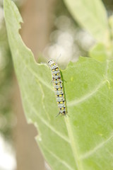 caterpillar eating on a leaf