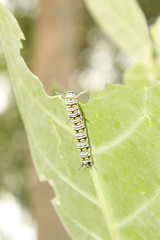 caterpillar eating on a leaf