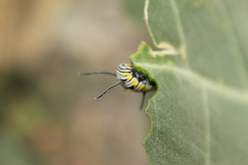 caterpillar eating on a leaf
