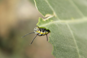 caterpillar eating on a leaf
