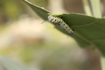 Fototapeta premium caterpillar on a leaf