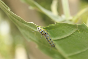 caterpillar on leaf