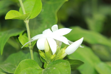 Obraz na płótnie Canvas White color Jasmine flowers blooming in garden