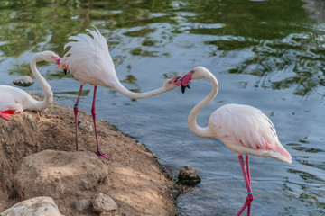 Caribbean pink flamingo standing at tropical lake with reflection