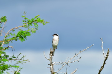 leseer grey shrike in Kruger national park in South Africa
