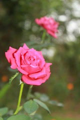 Pink rose flower