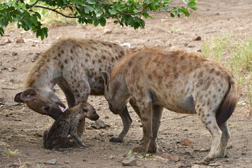 Obraz premium cute young spotted hyaena,South Africa