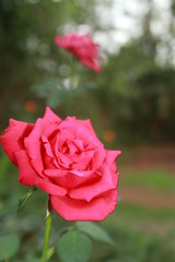 Pink rose flower