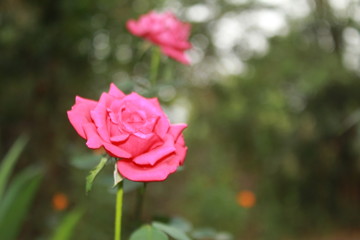 Pink rose flower