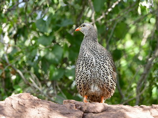 Swainson spurfowl bird