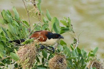 burchells coucal bird destroying weaver nests