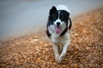 Border Collie