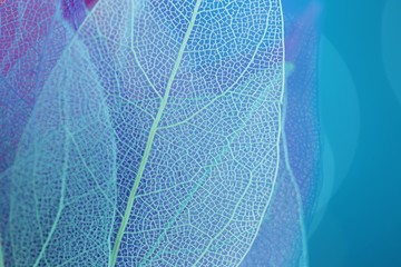 Skeleton Blue Leaf Set Macro.skeletonized leaf  close-up on blue blurred bokeh background.Group of ...