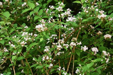 Weigela hortensis flowers (Japanese weigela)