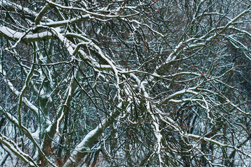 Winter landscape with trees covered with snow.