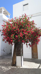 Large bottlebrush shrub in sunny Tarifa square, Andalusia