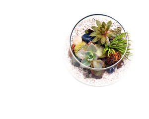 Small terrarium with succulents and white rocks shown from above with blank space