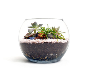 Terrarium with succulents and white rocks on white background