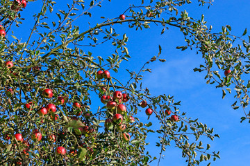 Apple orchard in autumn. Ripe fruits on the tree.