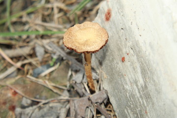A wild mushroom growing in nature backyard.