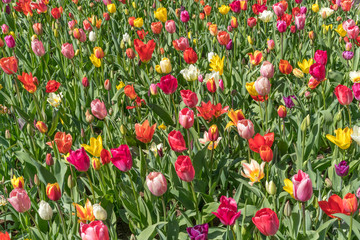 Red, yellow, purple, white, multicolor tulips on a sunny day, during spring bloom.