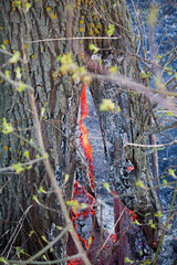 Fototapety na wymiar - Fototapeta24.pl