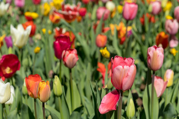 Obraz premium Red, yellow, purple, white, multicolor tulips on a sunny day, during spring bloom.