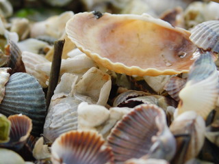 shells of mollusks on the river bank. macro