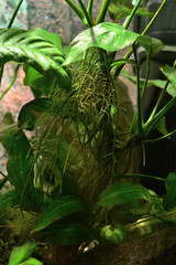 Roots in water aquarium plant.